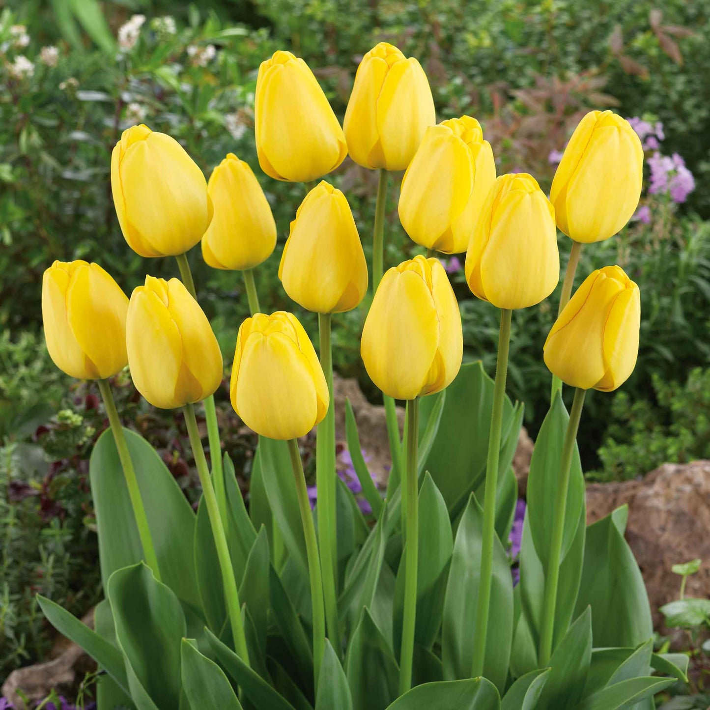 Golden Parade Tulip Seeds
