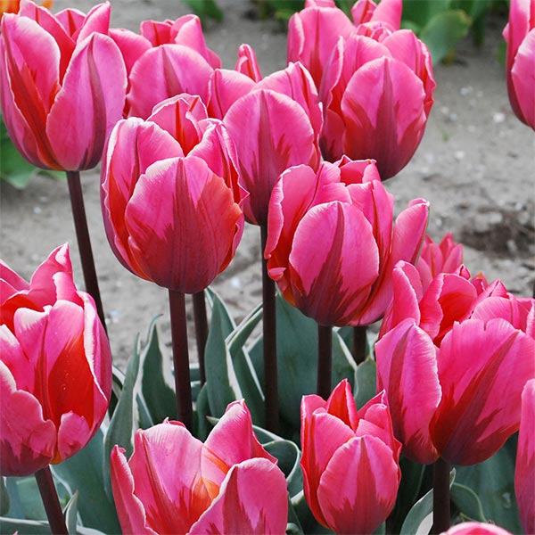 Pretty Princess Tulip Seeds