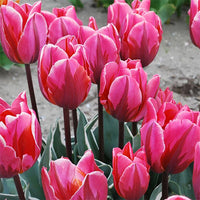 Pretty Princess Tulip Seeds