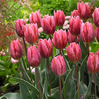 Pretty Princess Tulip Seeds