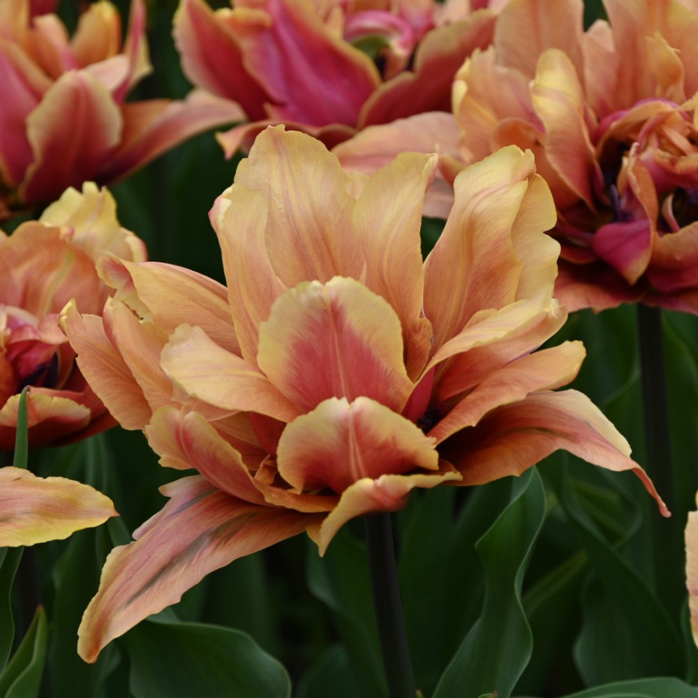 Callahan Tulip Seeds