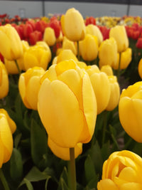 Golden Parade Tulip Seeds
