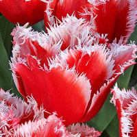 San Pablo Tulip Seeds
