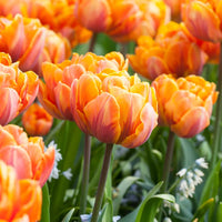 Orange Princess Tulip Seeds