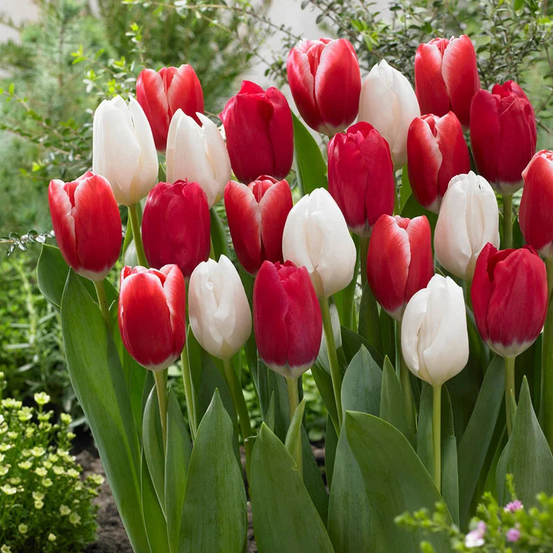 Perennial Delight Tulip Mixture Seeds