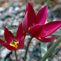 Odalisque Tulip Seeds