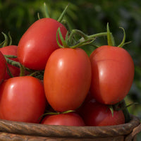Plum Regal – Tomato Seed