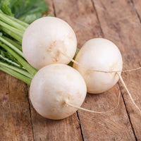 Turnip Shogoin Brassica rapa seeds for garden planting