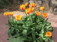 Halley's Comet Jumbo Perennial Tulip Seeds