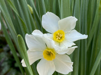 Daffodil Cool Flame White Yellow Bulbs