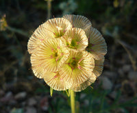 Pincushion Flower- Drumsticks