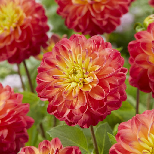 Princess Erika Dahlia