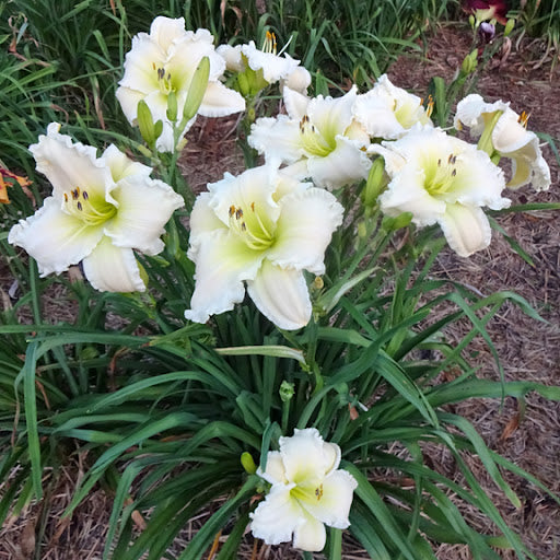 Early Snow Reblooming Daylily