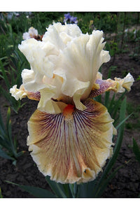 Hello Darling Bearded Iris