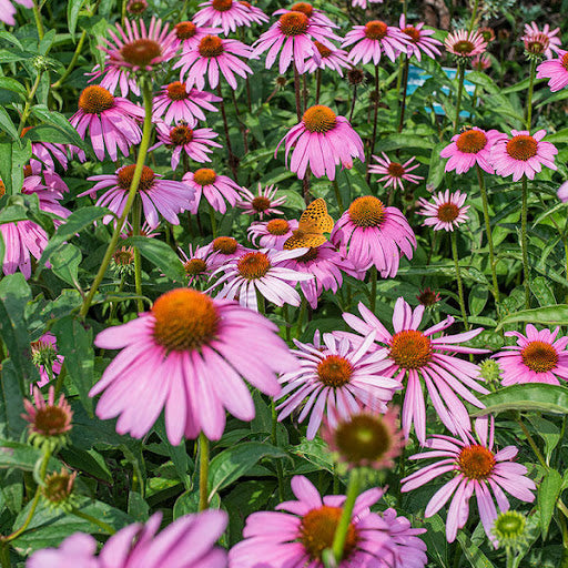 Baby Pink Echinacea Wildflower Seeds for Planting - To attract Pollinators and Butterflies, Heirloom Seeds - Pink for planting in home garden