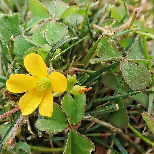 Yellow Oxalis Versicolor Seeds for planting in home garden
