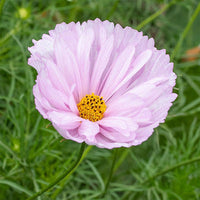 Cosmos Cupcakes Blush' Flower Seeds for Planting – Vibrant Blooms, Heirloom Garden Seeds
