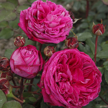 Rose- Delightful Parfuma