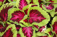 Heirloom Coleus kong rose Plant Seeds for Planting - Beautiful Blooms, garden seeds