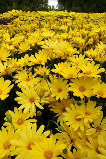 Seedling 5 Pack- Osteospermum- Tradewinds Yellow