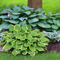 Hosta Mixture Super Sak