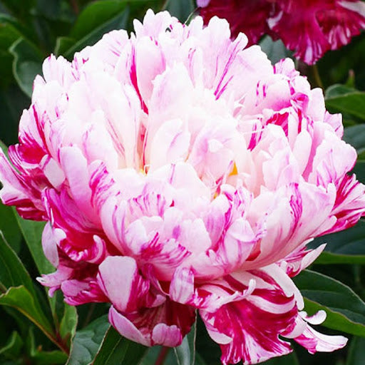 Candy Stripe Peony