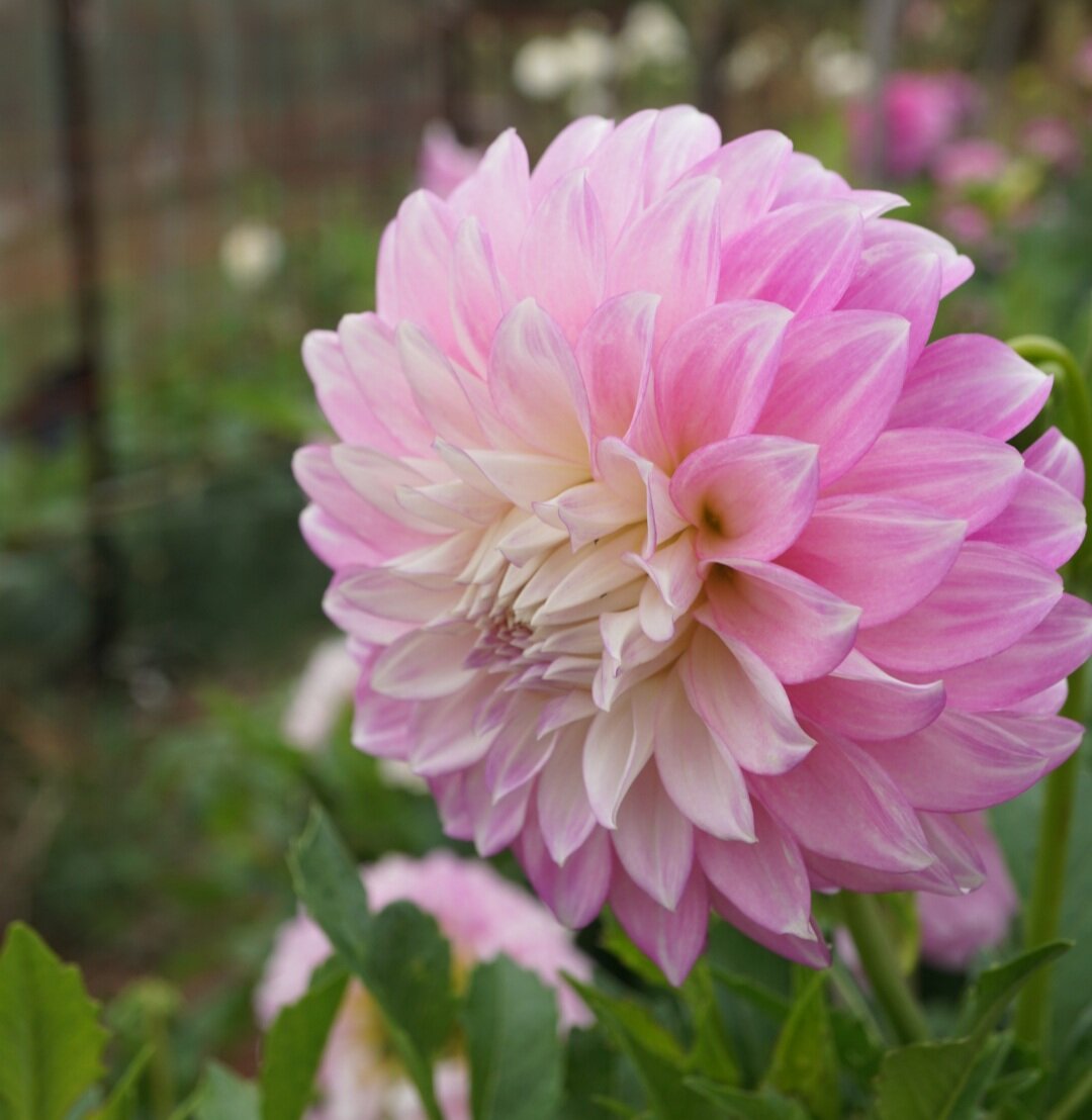 Dahlia- Devon Seattle (Tuber)