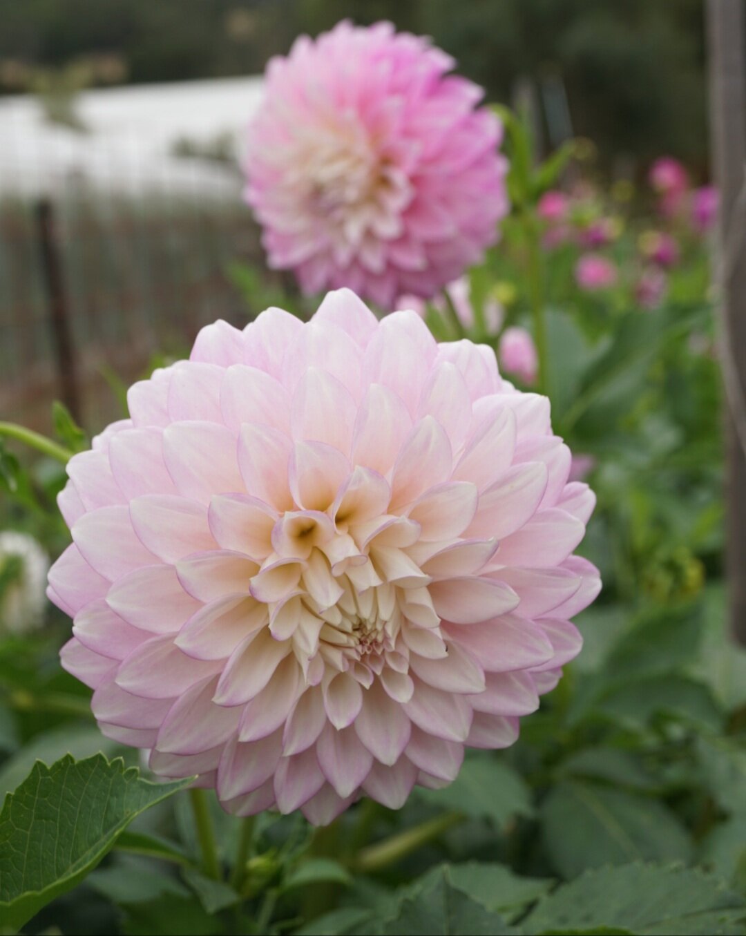 Dahlia- Devon Seattle (Tuber)