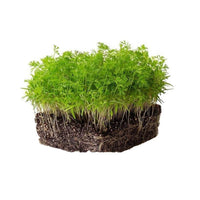 Carrot – Organic Microgreen Seed