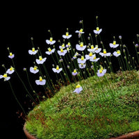 Utricularia (Utricularia scientific name) for planting in garden