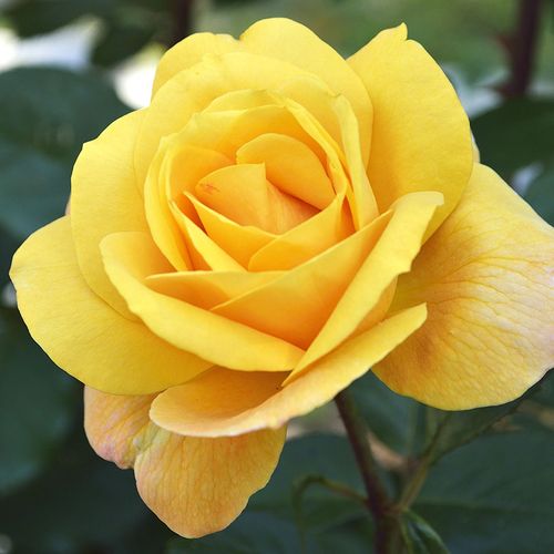 Sparkle & Shine Rose