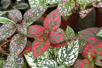 Polka Dot Plant- Pink