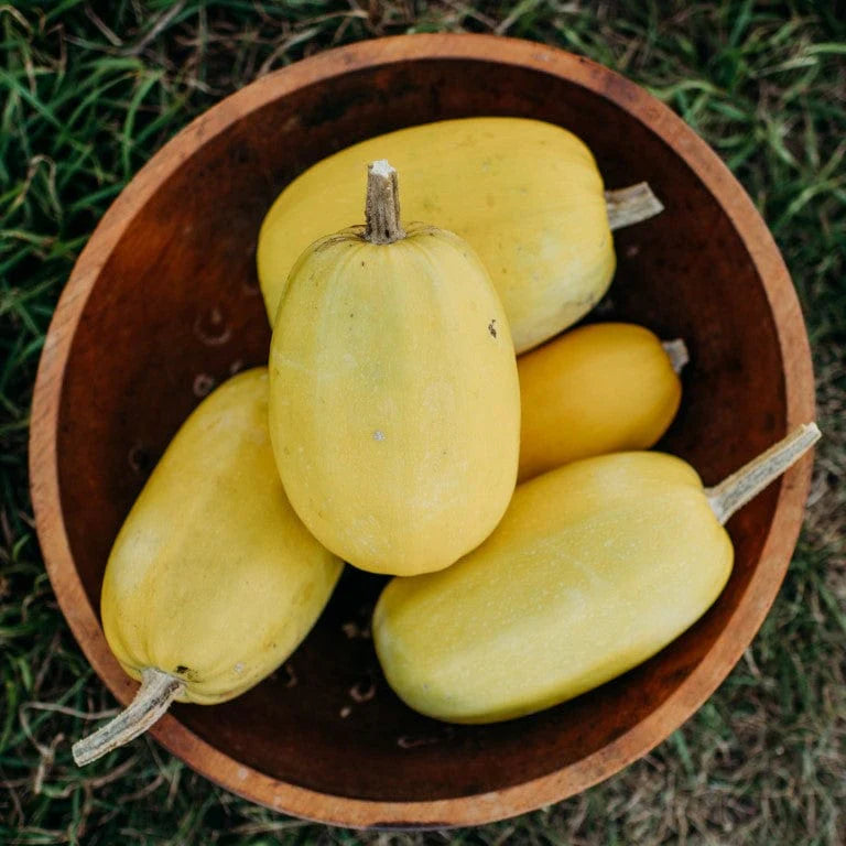 Spaghetti Squash – Vegetable Seed