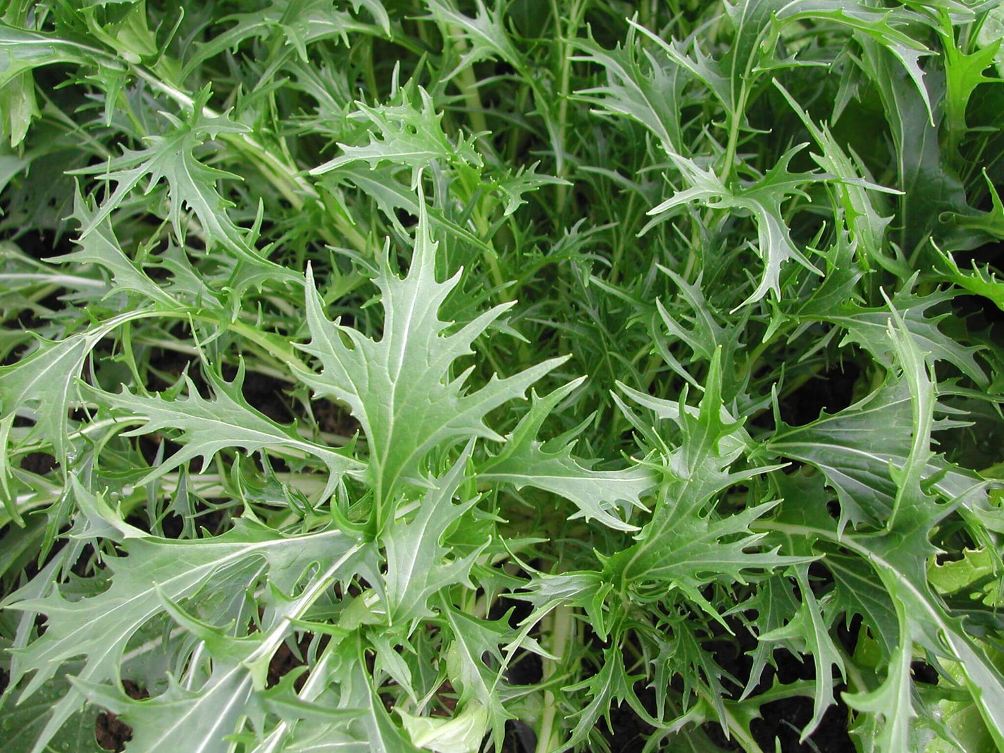 Mizuna – Organic Asian Green Seed