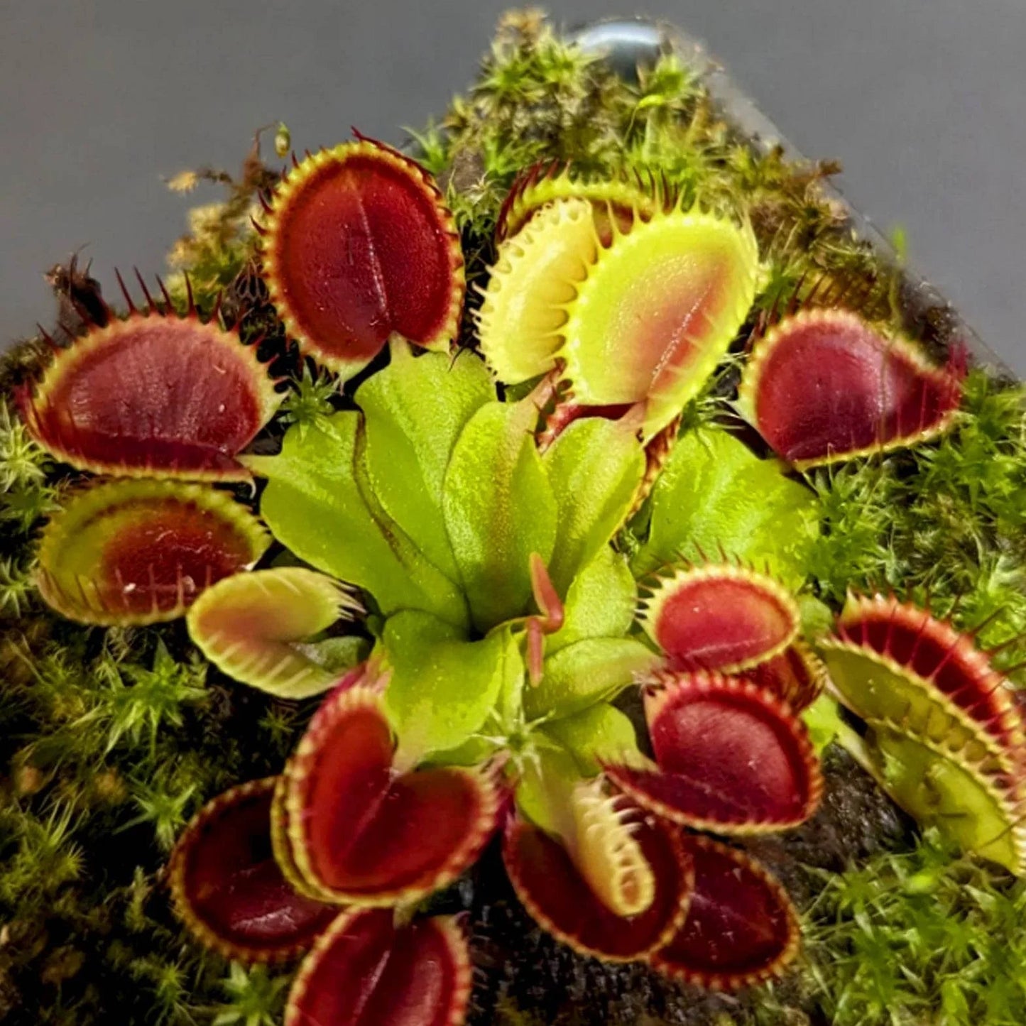 Green with Red Venus Flytrap – Live Carnivorous Plant | Exotic Insect-Eating Houseplant