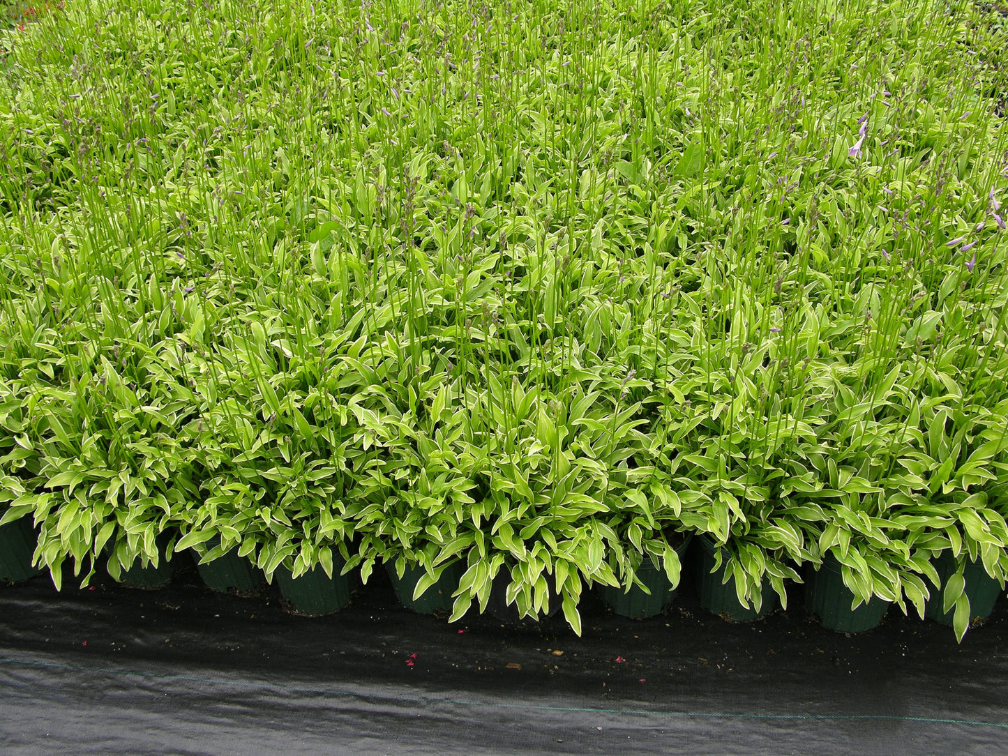 Siberian Tiger Hosta