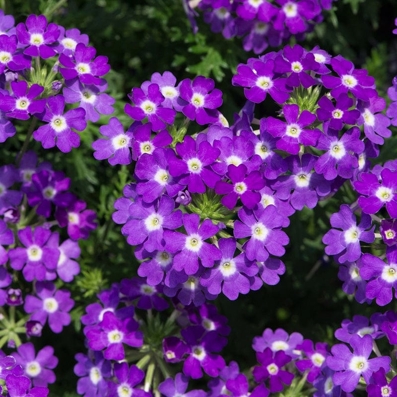 Semi-Trailing Verbena Flower Seeds for Planting – Heirloom, Non-GMO Cascading Blooms for Hanging Baskets - Verbena for planting in home garden
