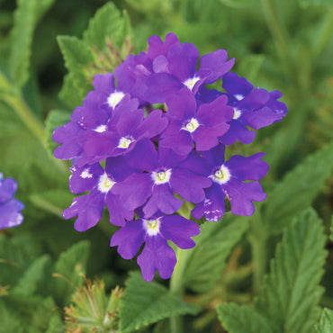 Semi-Trailing Verbena Flower Seeds for Planting – Heirloom, Non-GMO Cascading Blooms for Hanging Baskets