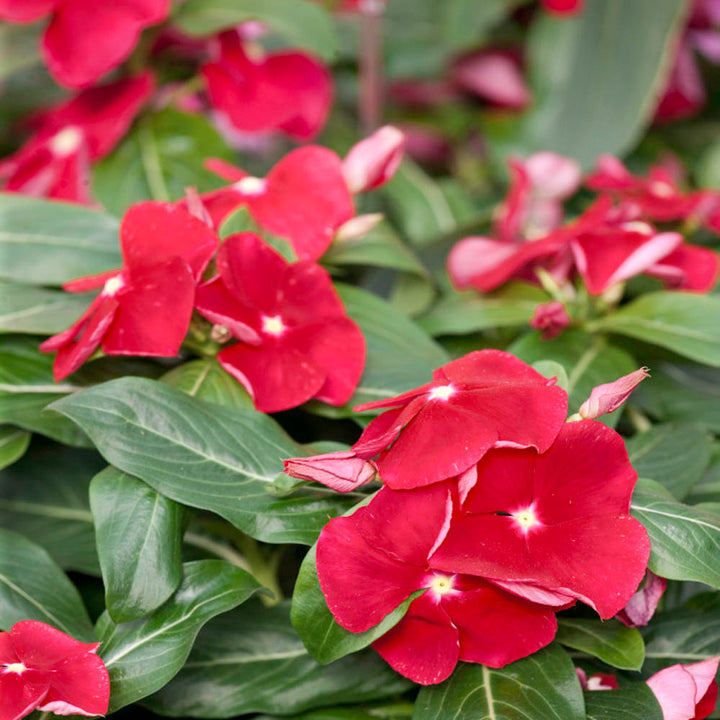 Red Vinca Rosea Flower Seeds for Garden Planting - Non-GMO, Heirloom Seeds for Easy Growth