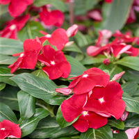 Red Vinca Rosea Flower Seeds for Garden Planting - Non-GMO, Heirloom Seeds for Easy Growth