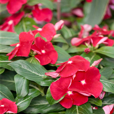 Red Vinca Rosea Flower Seeds for Garden Planting - Non-GMO, Heirloom Seeds for Easy Growth