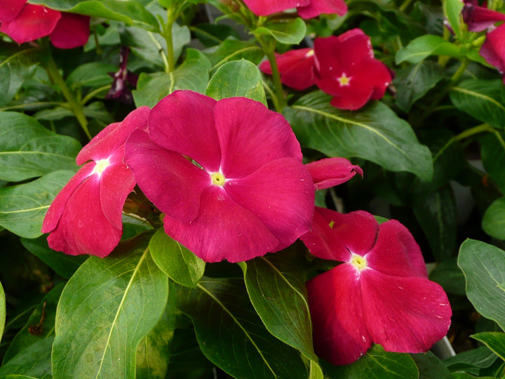 Red Vinca Rosea Flower Seeds for Garden Planting - Non-GMO, Heirloom Seeds for Easy Growth