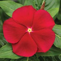 Vinca (Vinca scientific name) for planting in garden