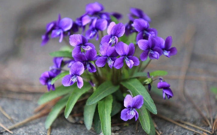 Viola Yedoensis Flower Seeds – Heirloom, Non-GMO Flower Seeds for Planting
