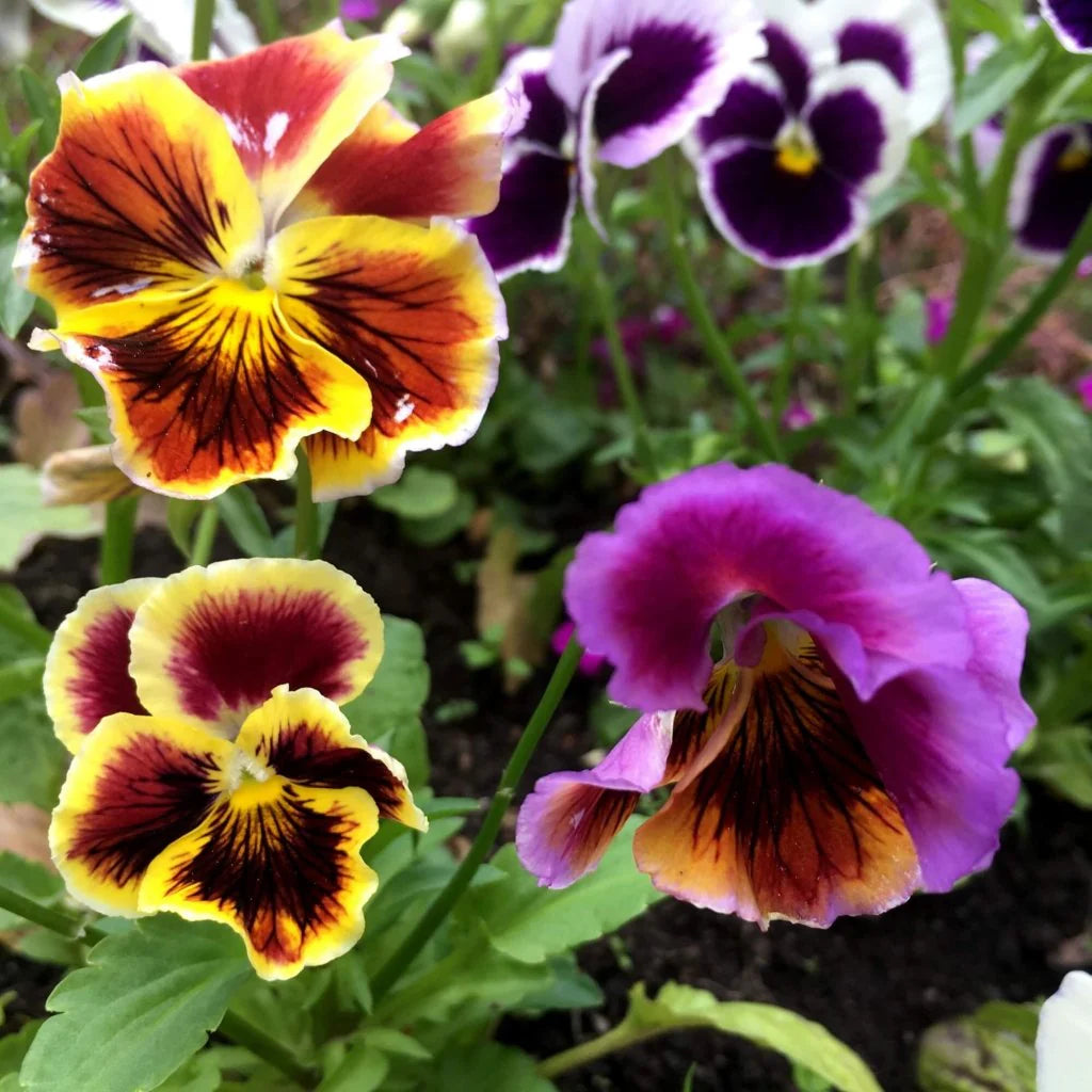 Viola- Rococco Frilled Mix