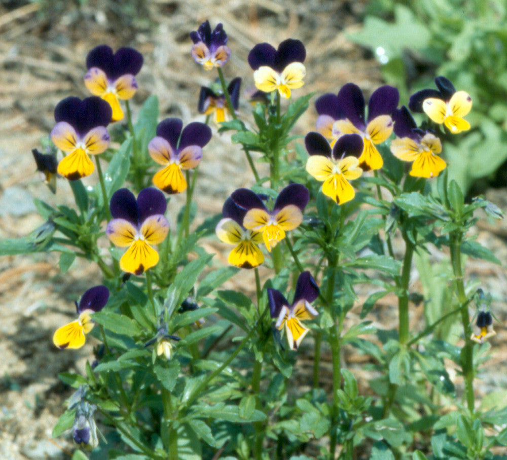 Heirloom Non-GMO Viola Tricolor Flower Seeds for Planting – Colorful Edible Blooms - Non-GMO for planting in home garden
