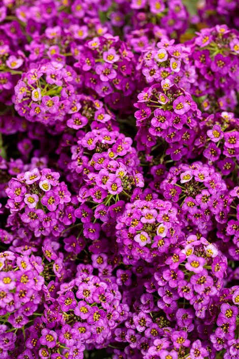 Heirloom Alyssum Ground Cover Flower Seeds for Planting, Non-GMO - Alyssum for planting in home garden