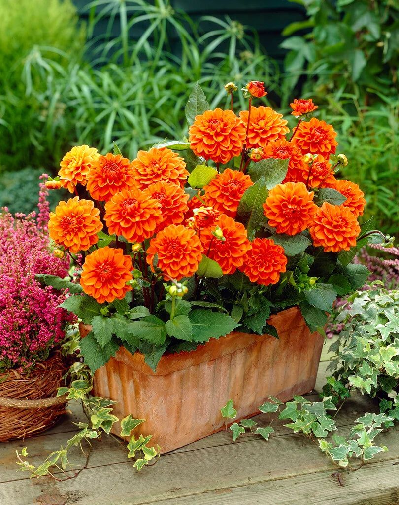 Orange Nugget Dahlia