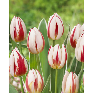 Salsa Tulip Seeds