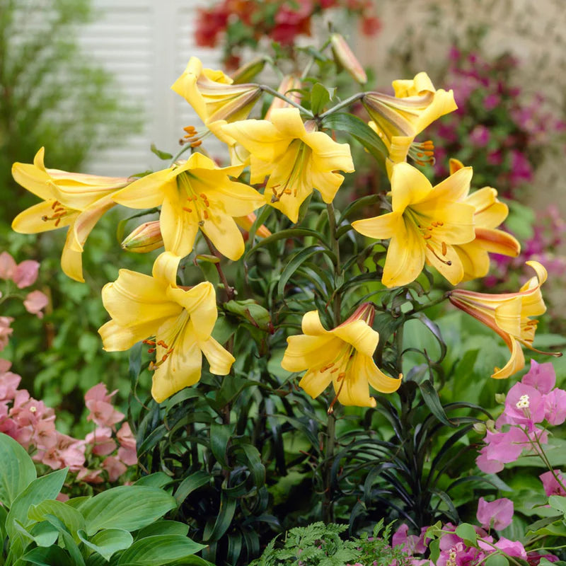 Heirloom Hippeastrum Flower Seeds for Planting 100 - Hippeastrum for planting in home garden